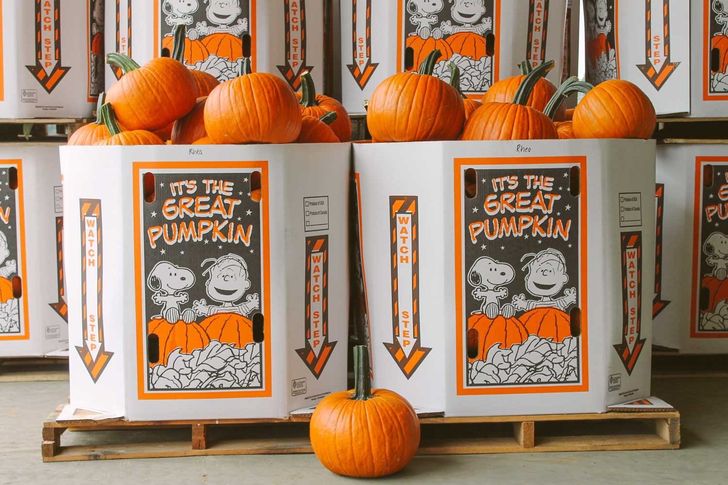 great pumpkin
